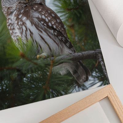 Affiche décorative hibou sur une branche de pin, nature, paix, harmonie