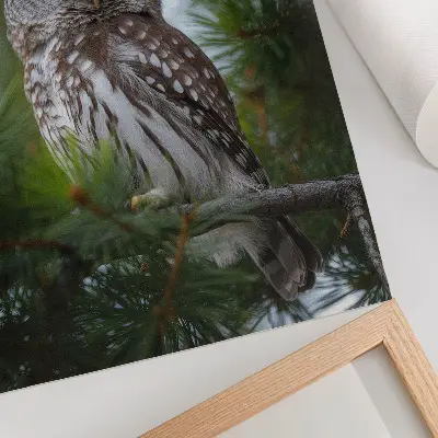 Affiche décorative hibou sur une branche de pin représentant la nature, la paix et l'harmonie