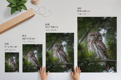 Affiche décorative hibou sur une branche de pin, nature, paix, harmonie