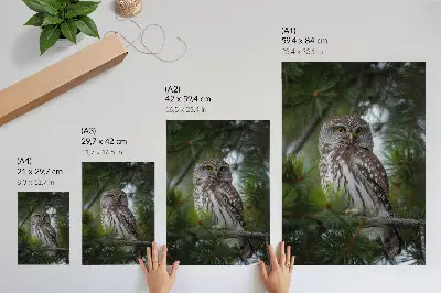 Affiche décorative hibou sur une branche de pin représentant la nature, la paix et l'harmonie