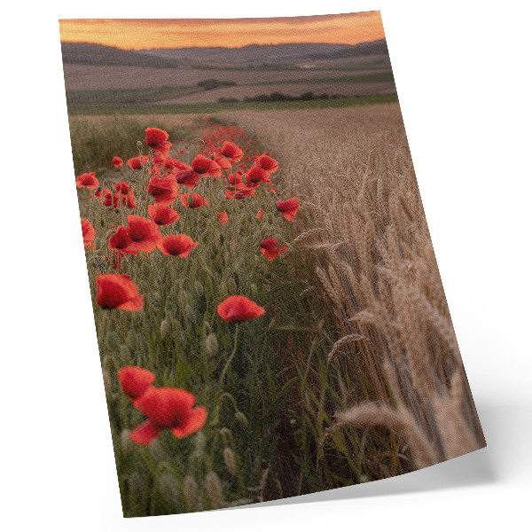 Décoration murale Coquelicots au coucher du soleil, harmonie des couleurs de la nature