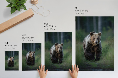 Affiche décorative Un ours fier dans un cadre forestier