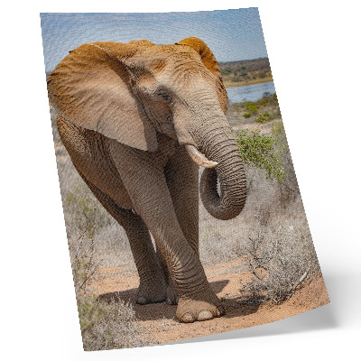Affiche décorative Éléphant dans la savane, majestueuse nature africaine