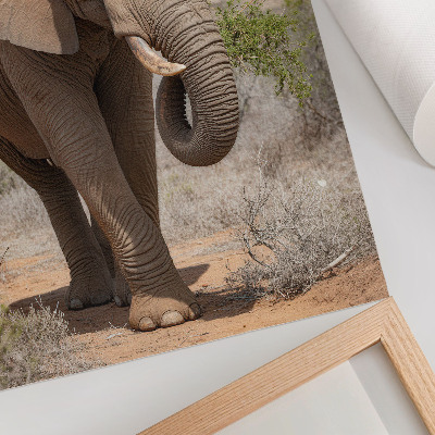 Affiche décorative Éléphant dans la savane, majestueuse nature africaine