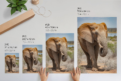 Affiche décorative Éléphant dans la savane, majestueuse nature africaine