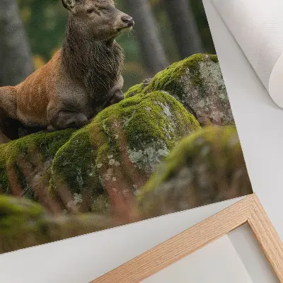 Affiche décorative représentant un cerf majestueux dans un cadre forestier