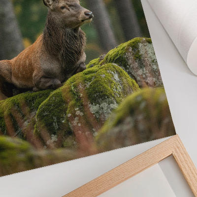 Affiche décorative Un cerf majestueux dans un cadre forestier