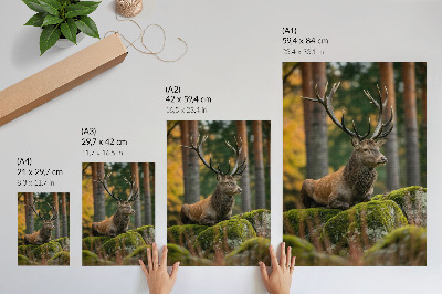 Affiche décorative Un cerf majestueux dans un cadre forestier
