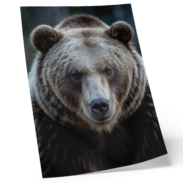 Affiche décorative Portrait réaliste d'un ours, calme et fort