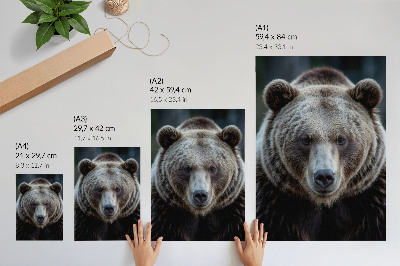 Affiche décorative Portrait réaliste d'un ours, calme et fort