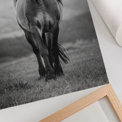 Impression sur toile Un cheval charmant, plein d'énergie et de grâce