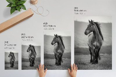 Impression sur toile Un cheval charmant, plein d'énergie et de grâce