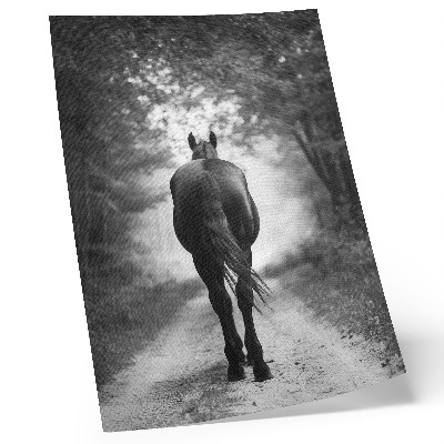 Affiche décorative Photographie d'un cheval noir et blanc dans la forêt