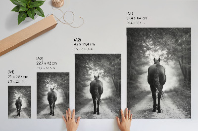 Affiche décorative Photographie d'un cheval noir et blanc dans la forêt