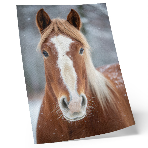 Impression sur toile Portrait de cheval, hiver, calme, naturel, harmonie