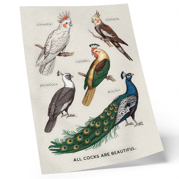 Affiche décorative Oiseaux élégants, plumes, couleurs variées