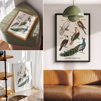 Affiche décorative Oiseaux élégants, plumes, couleurs variées