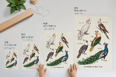 Affiche décorative Oiseaux élégants, plumes, couleurs variées