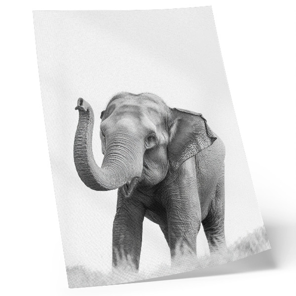 Impression sur toile Un éléphant monochrome, la trompe levée.