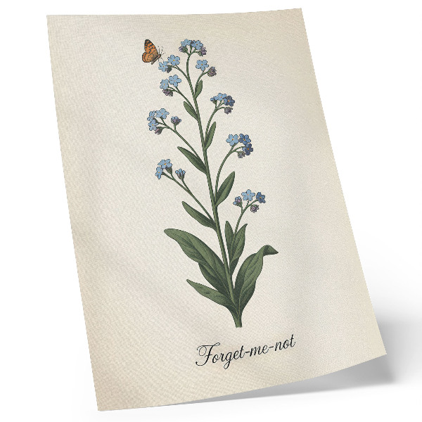 Affiche décorative Myosotis et papillon sur fond crème