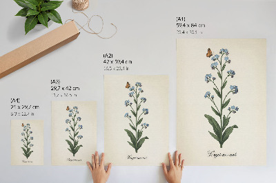 Affiche décorative Myosotis et papillon sur fond crème