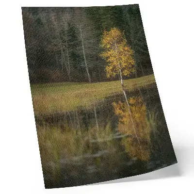 Impression sur toile représentant un arbre doré se détachant sur le fond d'une forêt sombre et d'un lac