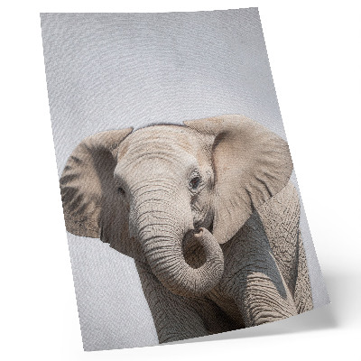 Impression sur toile Un jeune éléphant sur fond clair