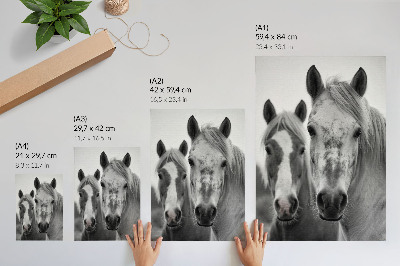 Affiche décorative Des chevaux dans une photo monochrome pleine d'élégance