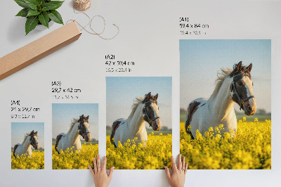 Affiche décorative Un cheval élégant dans un champ printanier rempli de fleurs