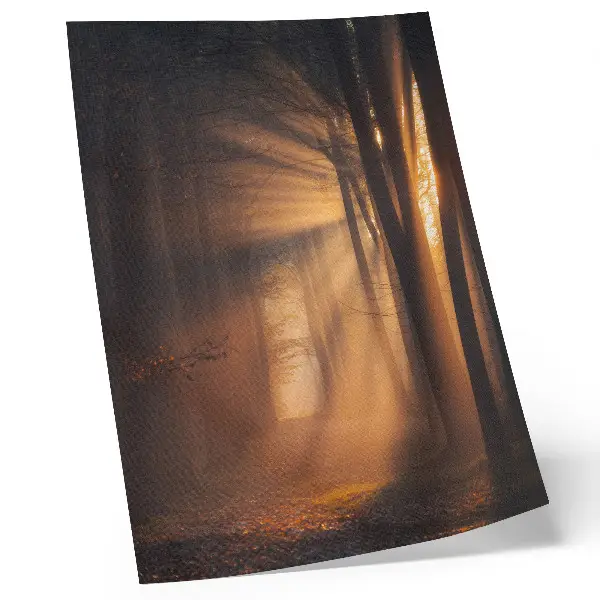 Impression sur toile lumière magique dans une forêt avec rayons de soleil et arbres apaisants