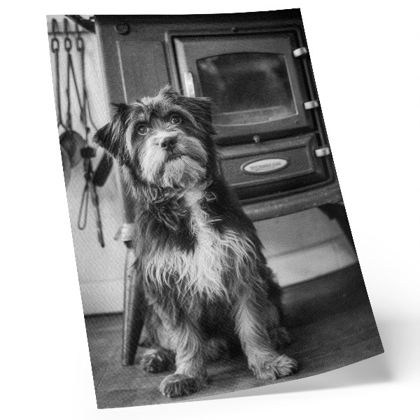 Impression sur toile Un chien noir et blanc calme se tient près d'un vieux poêle