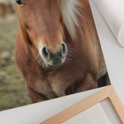 Impression sur toile Cheval islandais à crinière claire et pelage brun