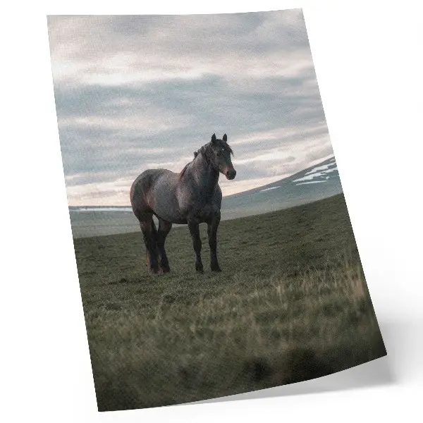 Affiche décorative cheval dans un pré sous les nuages au petit matin pour une harmonie naturelle