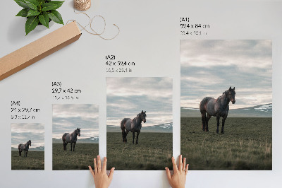 Affiche décorative Cheval dans le pré, nuages, matin, harmonie de la nature