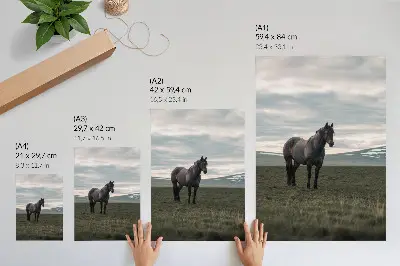 Affiche décorative cheval dans un pré sous les nuages au petit matin pour une harmonie naturelle