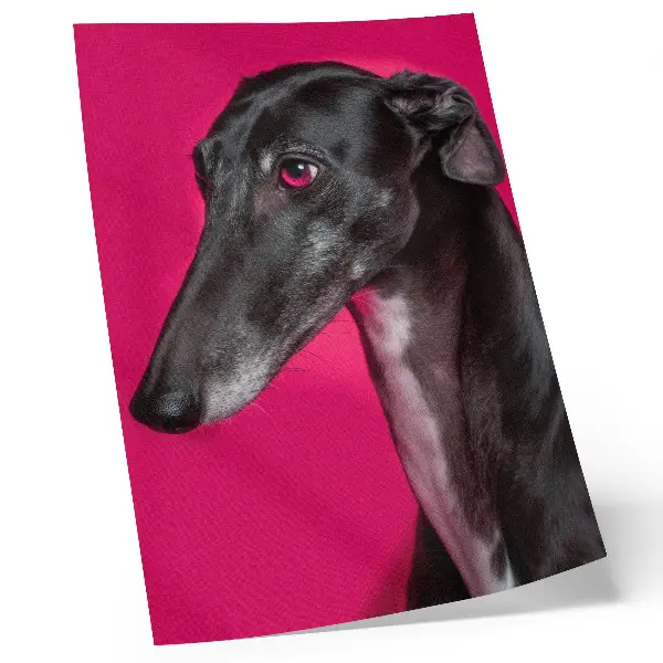Affiche décorative représentant un chien noir et blanc sur fond rose intense
