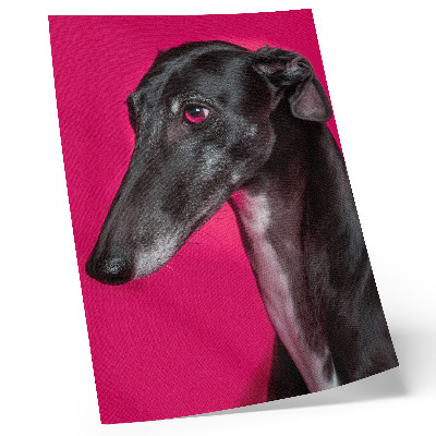 Affiche décorative Un chien noir et blanc sur un fond rose intense