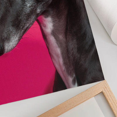 Affiche décorative Un chien noir et blanc sur un fond rose intense