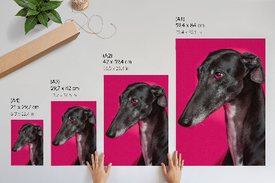 Affiche décorative Un chien noir et blanc sur un fond rose intense