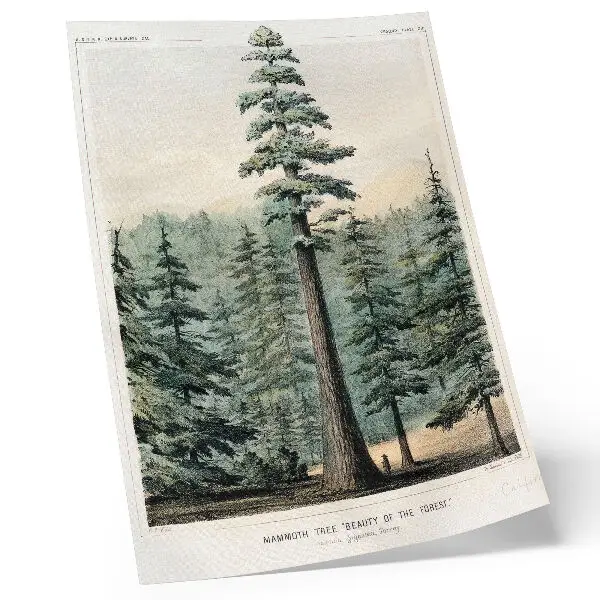 Affiche décorative représentant un séquoia géant dominant la forêt avec un homme à son pied