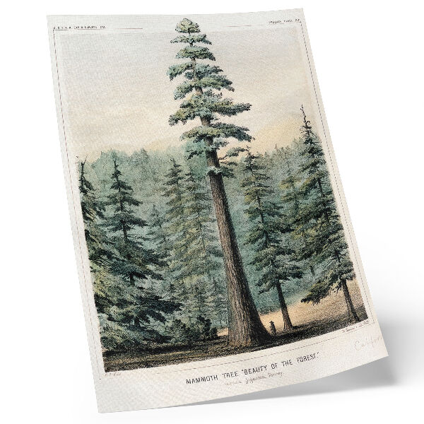 Affiche décorative Wellingtonia, un arbre gigantesque dominant la forêt environnante, avec un homme à son pied