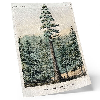 Affiche décorative Wellingtonia, un arbre gigantesque dominant la forêt environnante, avec un homme à son pied