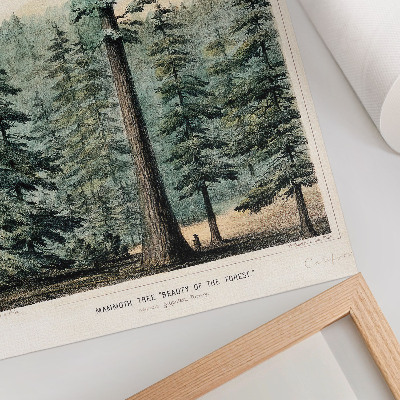 Affiche décorative Wellingtonia, un arbre gigantesque dominant la forêt environnante, avec un homme à son pied