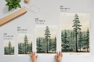 Affiche décorative représentant un séquoia géant dominant la forêt avec un homme à son pied
