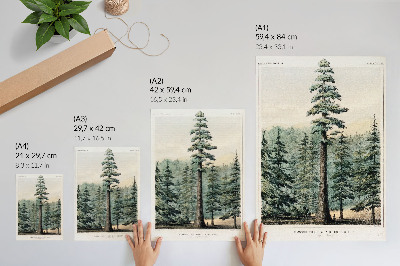 Affiche décorative Wellingtonia, un arbre gigantesque dominant la forêt environnante, avec un homme à son pied