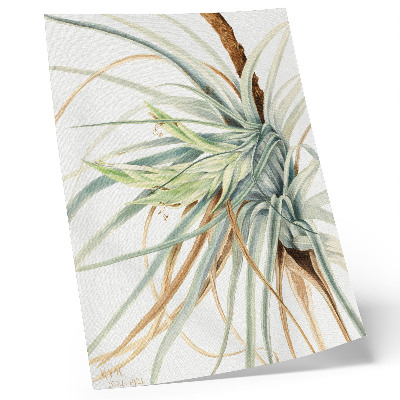 Impression sur toile Ananas sauvage (Tillandsia fasciculata) (1921) par Mary Vaux Walcott