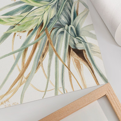 Impression sur toile Ananas sauvage (Tillandsia fasciculata) (1921) par Mary Vaux Walcott