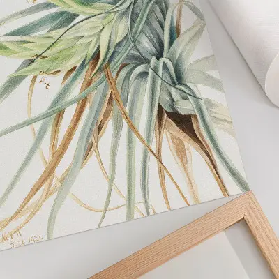 Impression sur toile Ananas sauvage (Tillandsia fasciculata) de 1921 par Mary Vaux Walcott