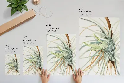 Impression sur toile Ananas sauvage (Tillandsia fasciculata) de 1921 par Mary Vaux Walcott