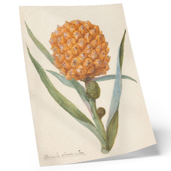 Décoration murale Bromélia ananas Linn (vers 1700 - vers 1749) par un artiste anonyme